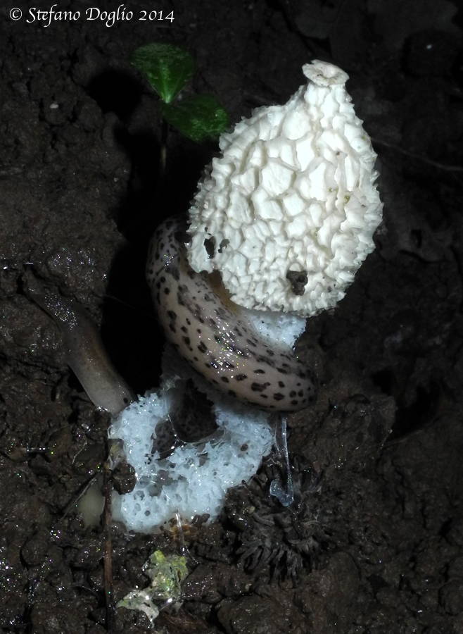 Limax maximus della vicinanza di Roma su Phallus